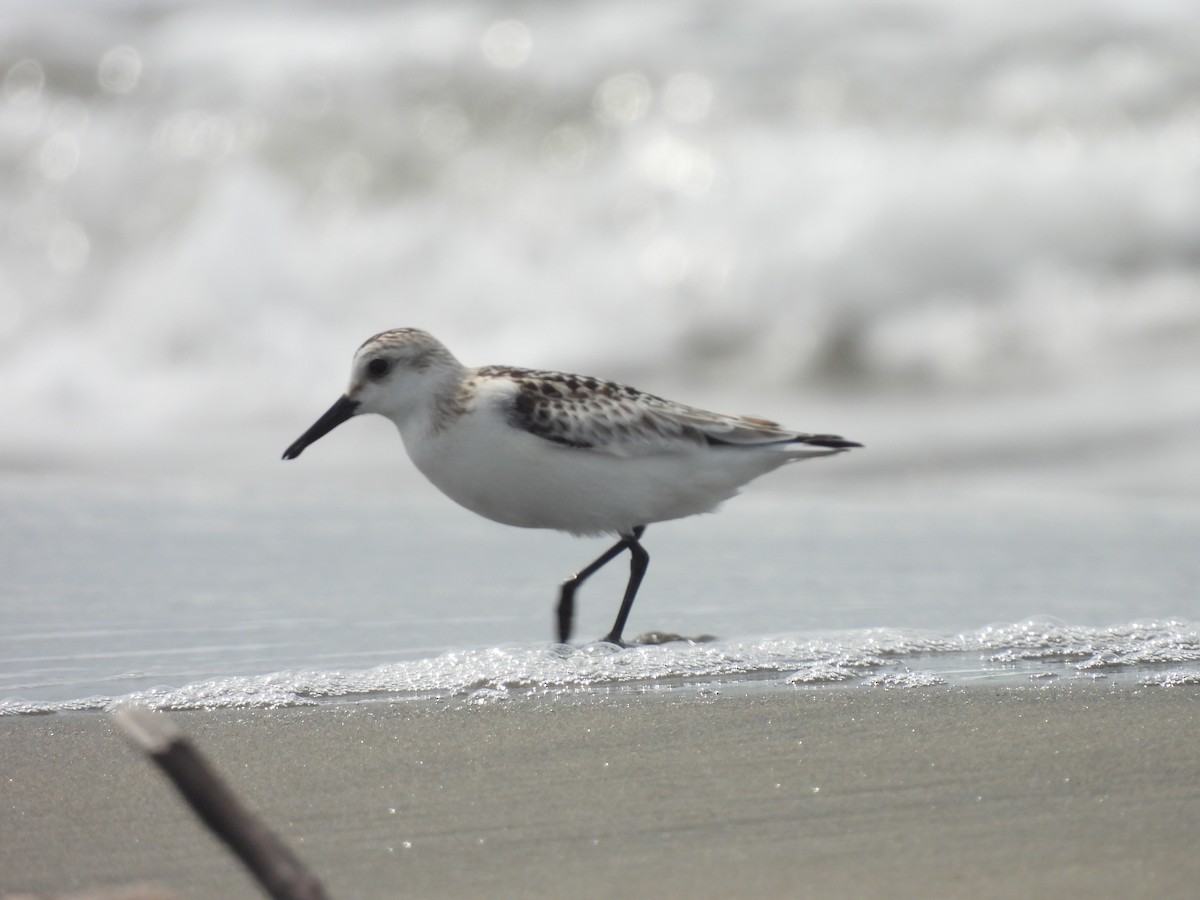 Sanderling - Leandro Niebles Puello