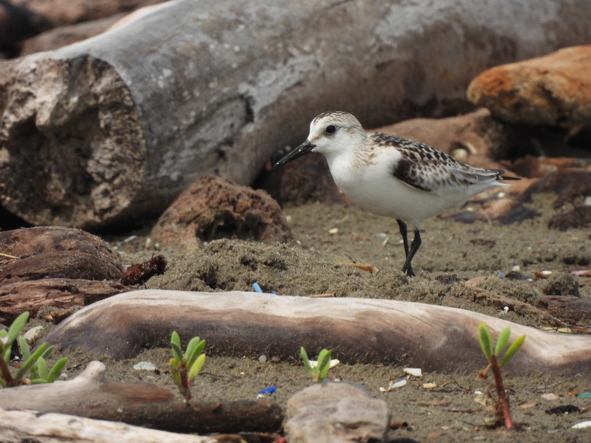 Sanderling - Leandro Niebles Puello