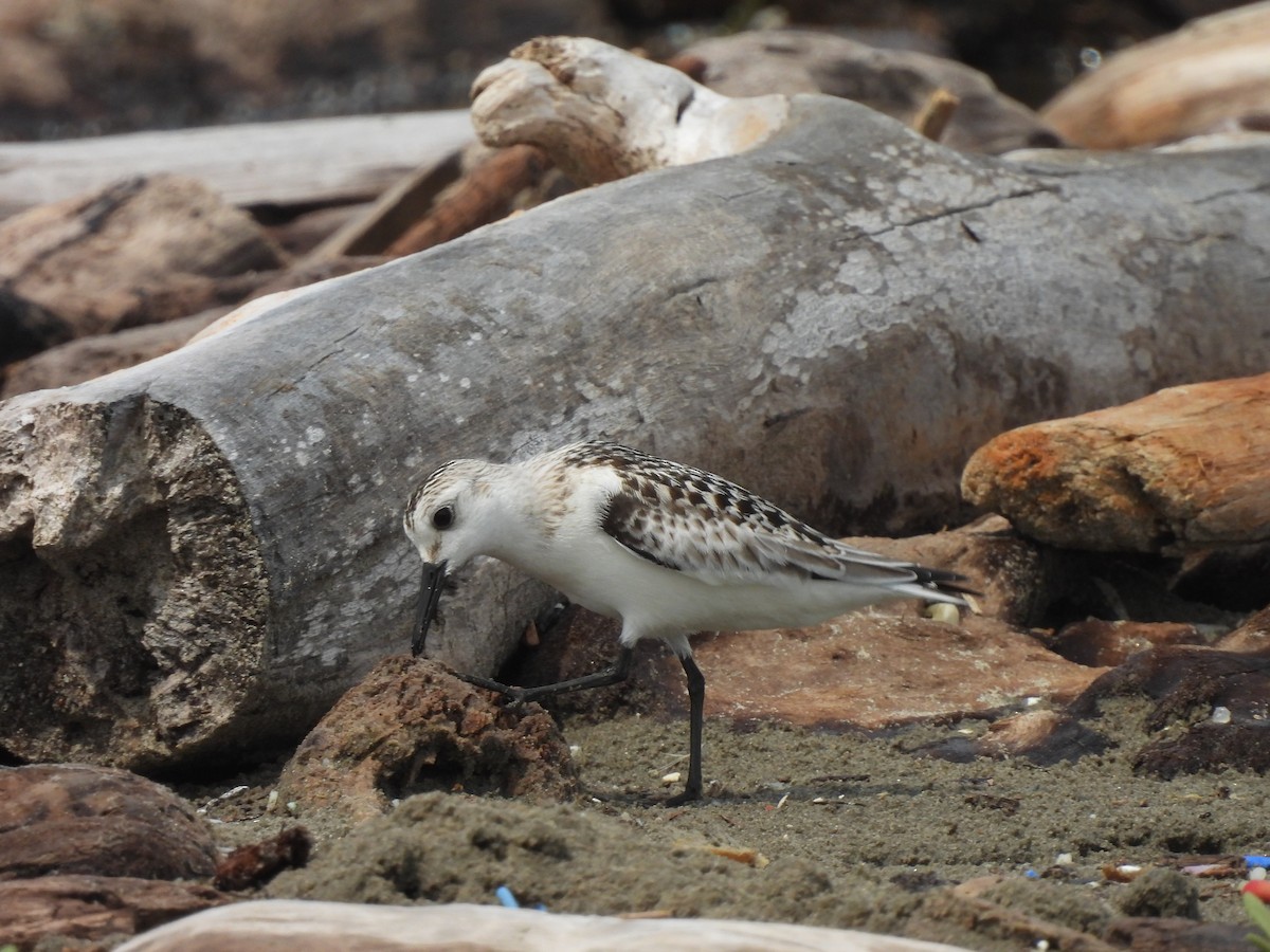 Sanderling - Leandro Niebles Puello