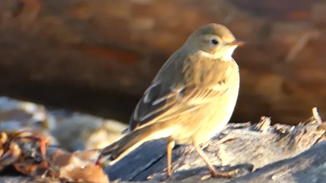 American Pipit - ML610026148