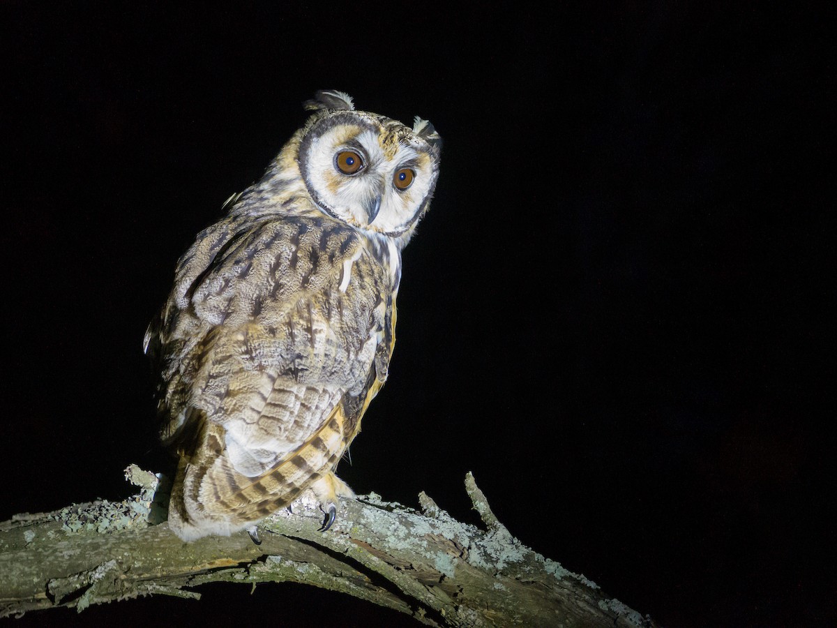 Striped Owl - Carlos Rossello