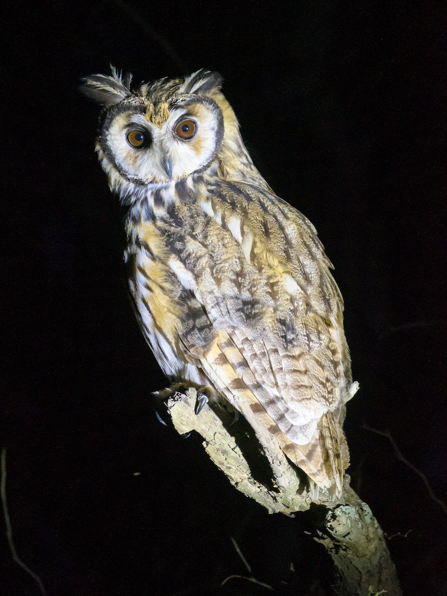 Striped Owl - ML610026153