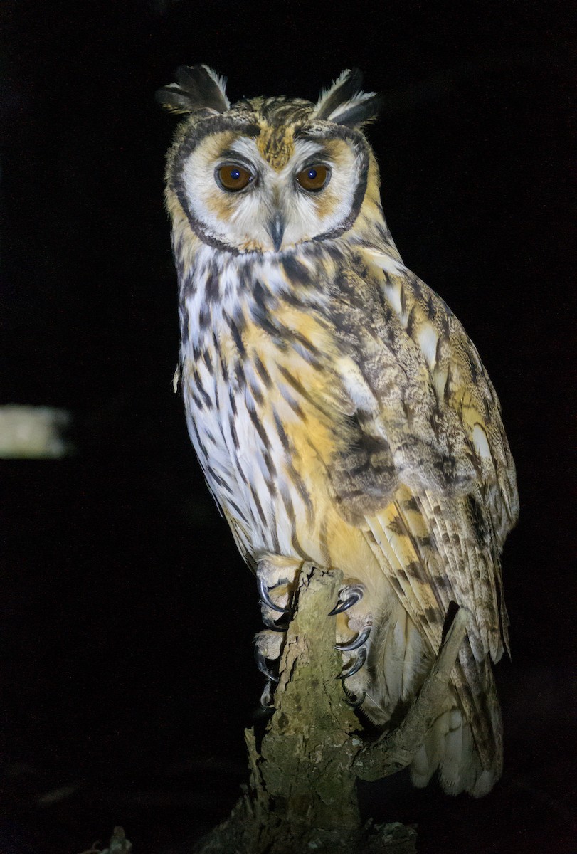 Striped Owl - ML610026155