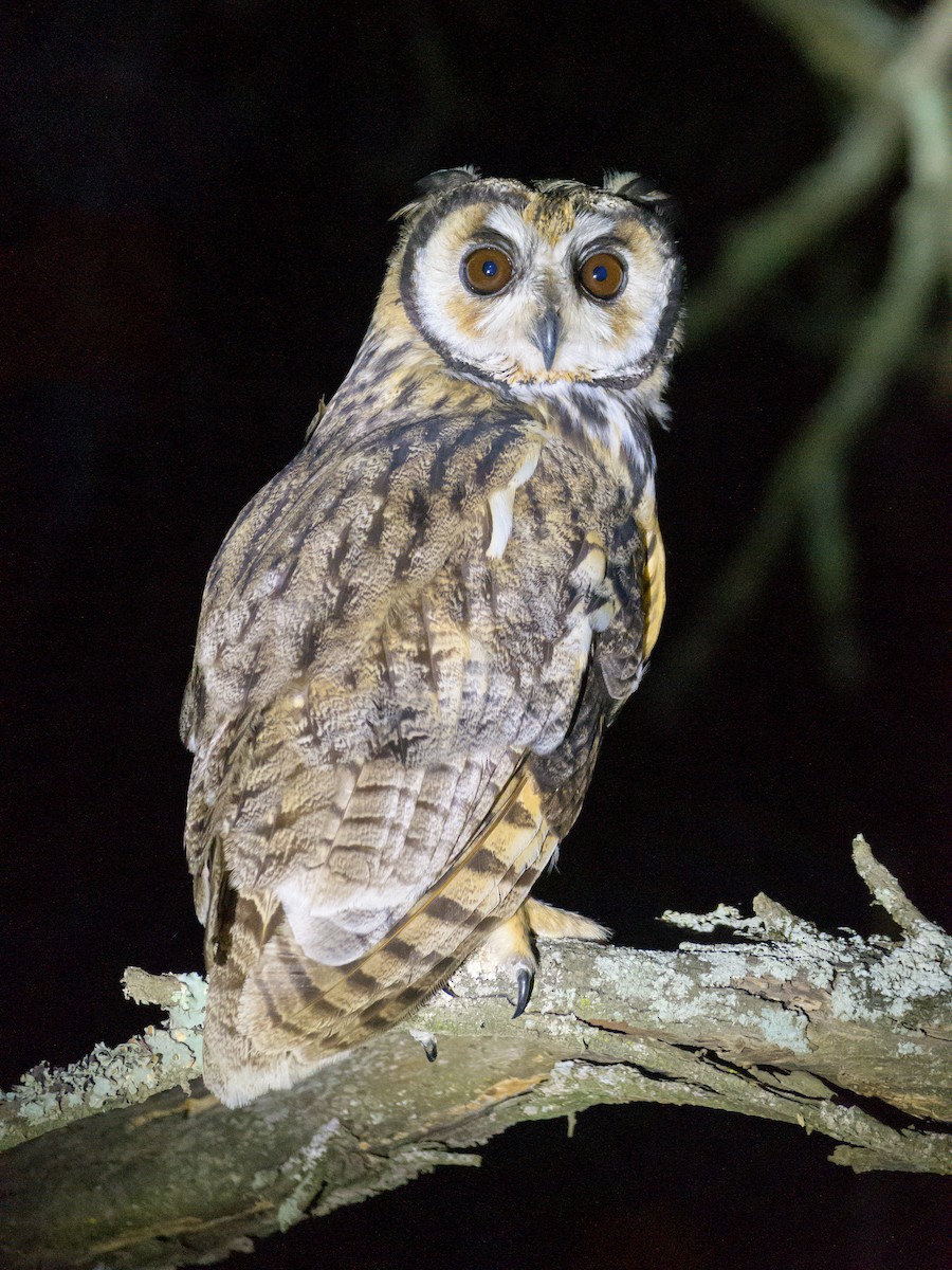 Striped Owl - ML610026157