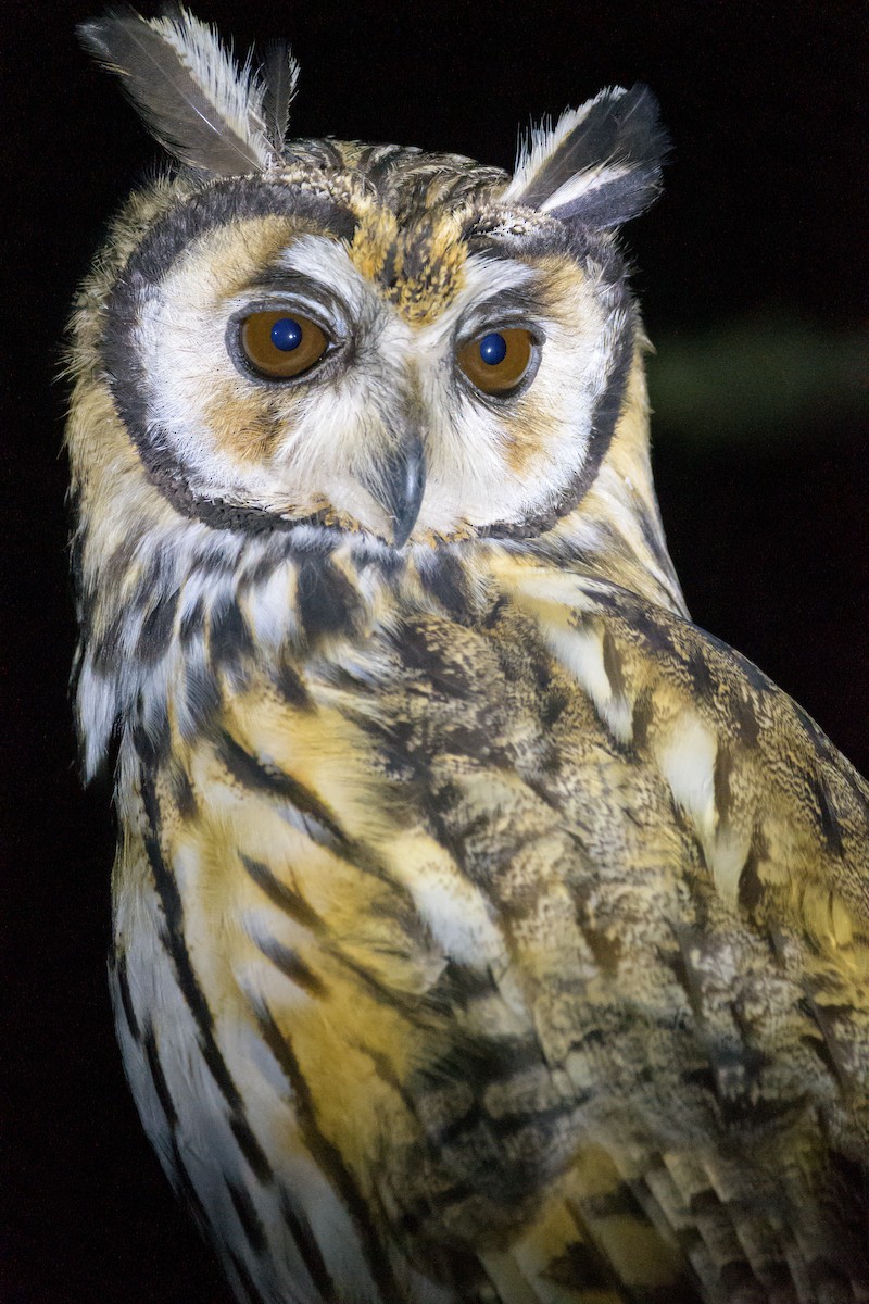 Striped Owl - ML610026160