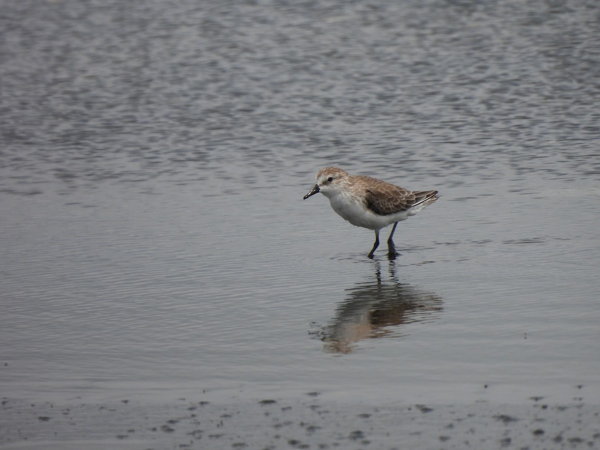 Semipalmated Sandpiper - Leandro Niebles Puello