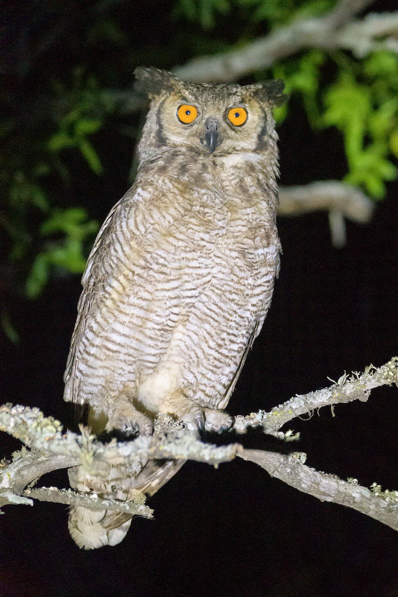 Great Horned Owl - ML610026188