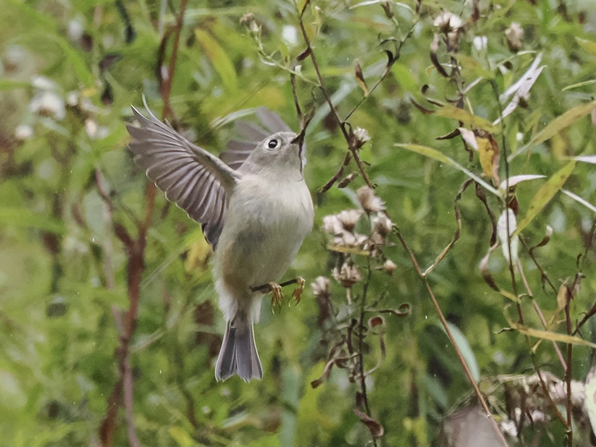 Золотомушка рубіновочуба - ML610026194