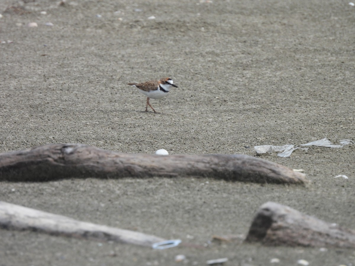 Collared Plover - Leandro Niebles Puello