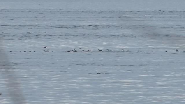 Common Murre - ML610026216