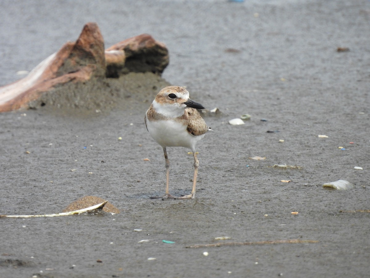 Wilson's Plover - ML610026227