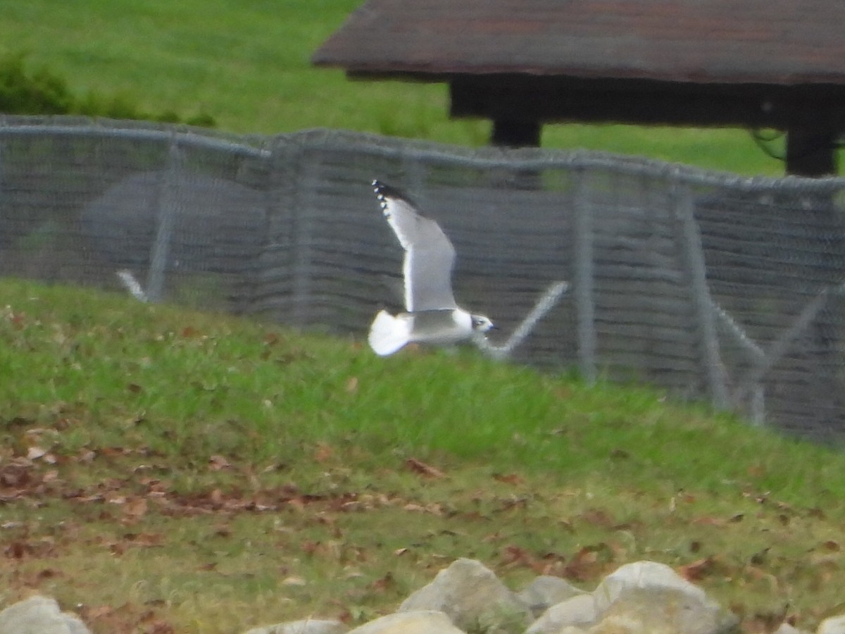 Franklin's Gull - ML610026269