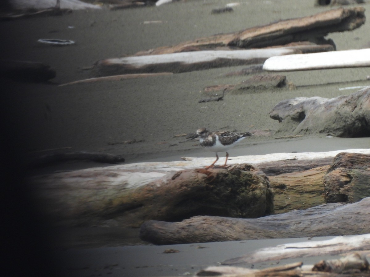 Ruddy Turnstone - ML610026285