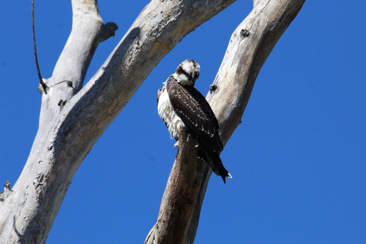 Águila Pescadora - ML610026367