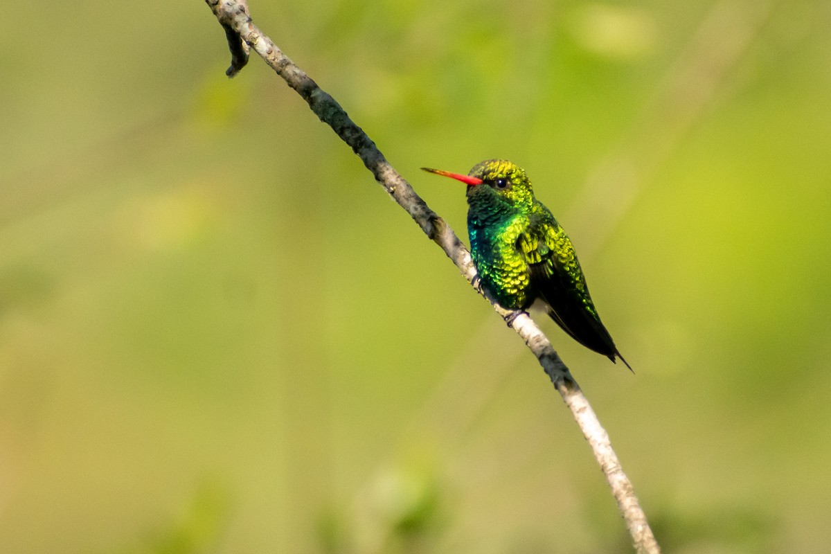 Glittering-bellied Emerald - Ezequiel Racker