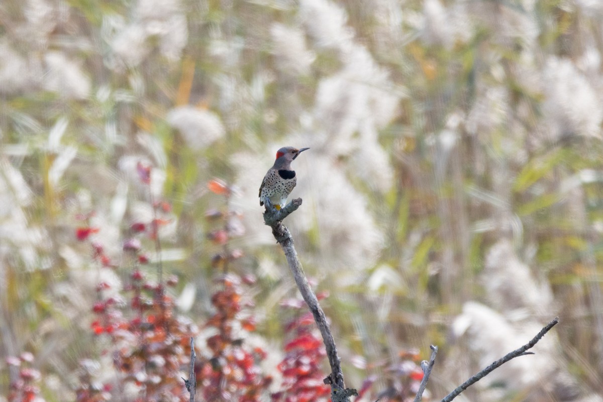 Northern Flicker - ML610026513