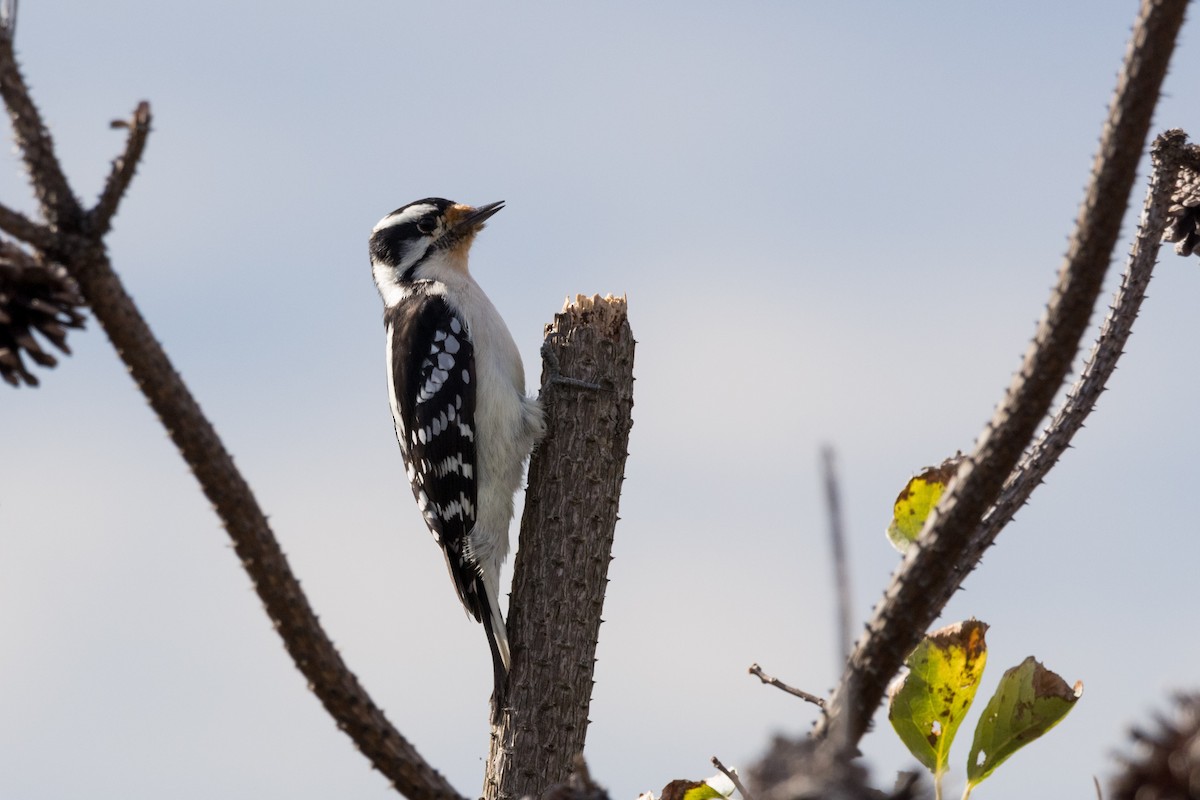 Downy Woodpecker - ML610026521