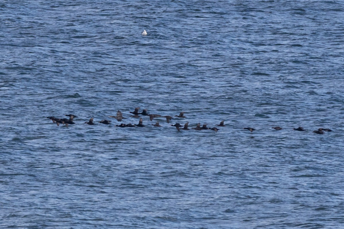 Black Scoter - ML610026543