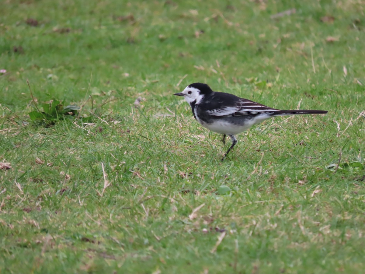 White Wagtail (British) - ML610026555