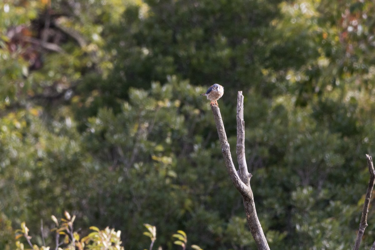 American Kestrel - ML610026567