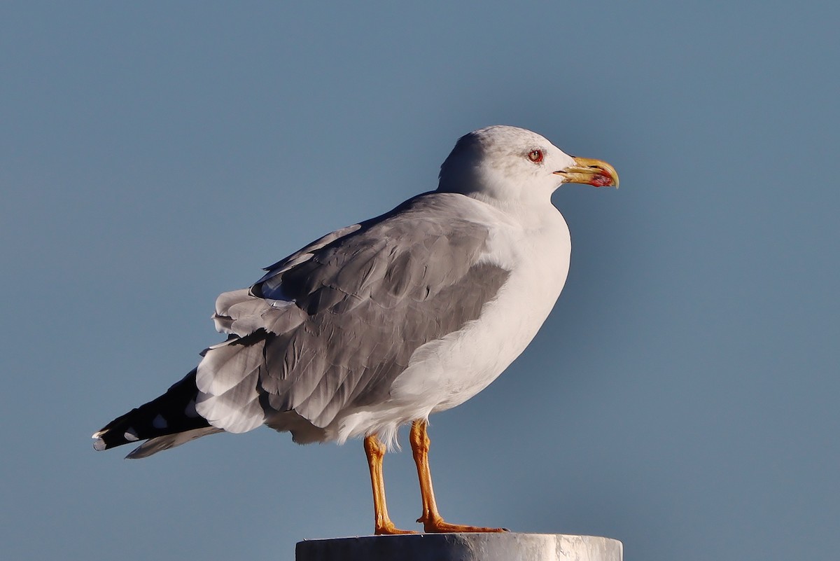 Gaviota Patiamarilla - ML610026704