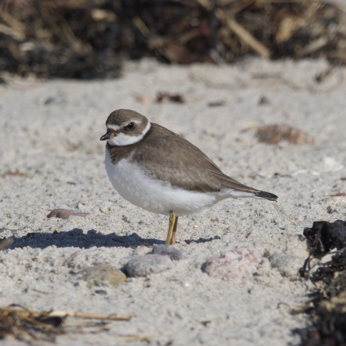 Semipalmated Plover - ML610026708