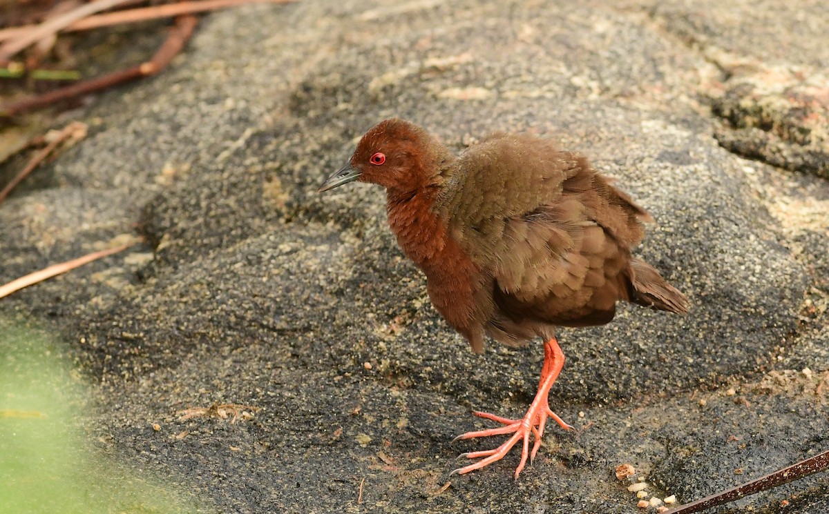 Ruddy-breasted Crake - ML610026776
