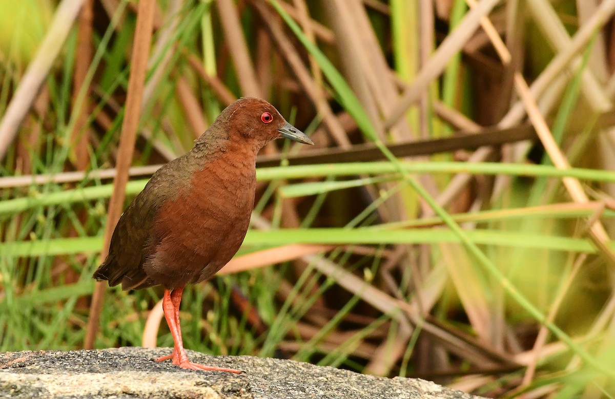 Ruddy-breasted Crake - ML610026777