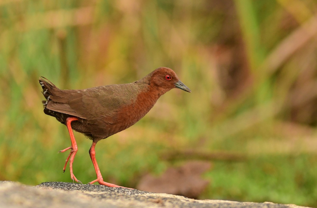 Ruddy-breasted Crake - ML610026778