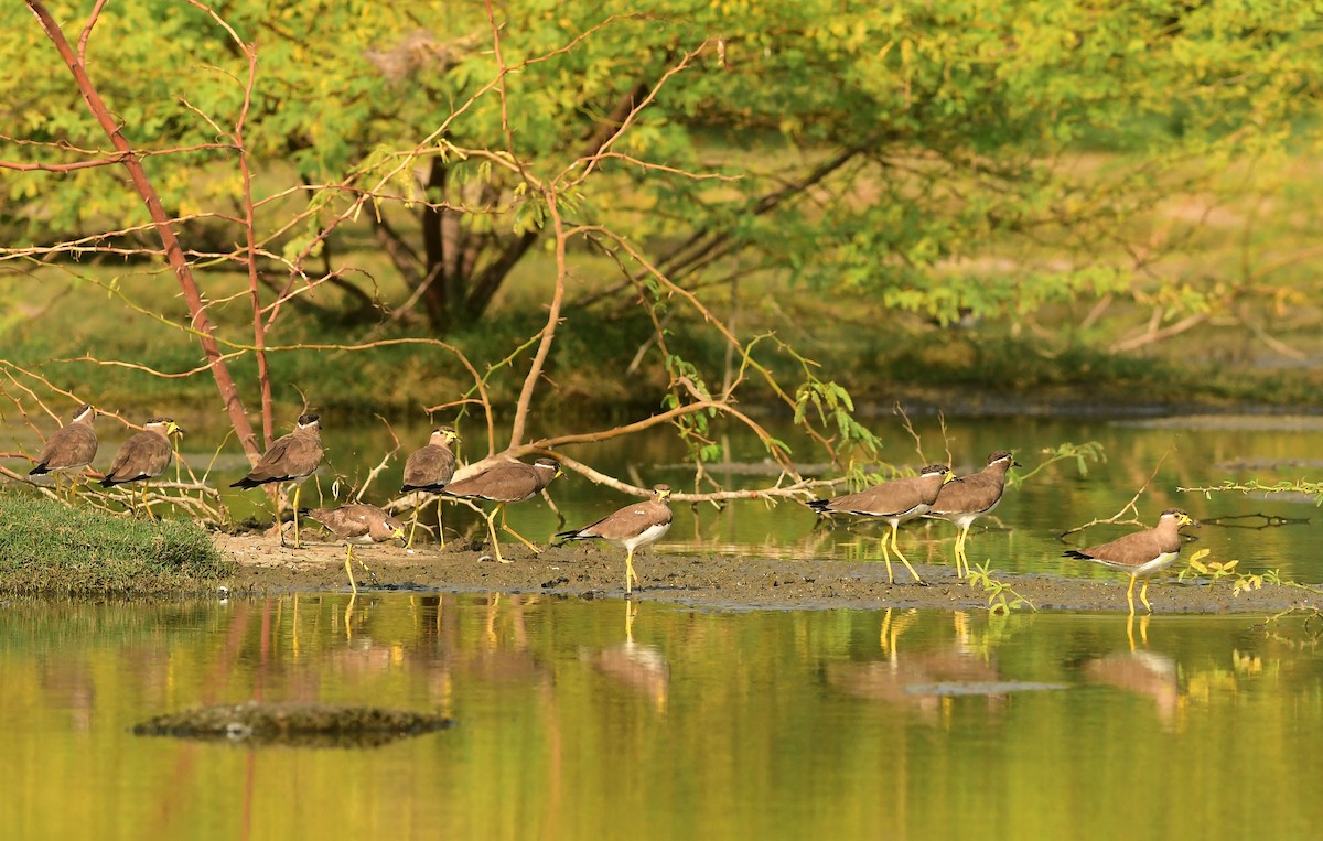 Yellow-wattled Lapwing - Ravindran Kamatchi