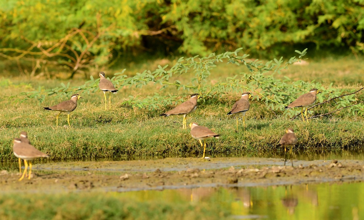 Yellow-wattled Lapwing - ML610026791