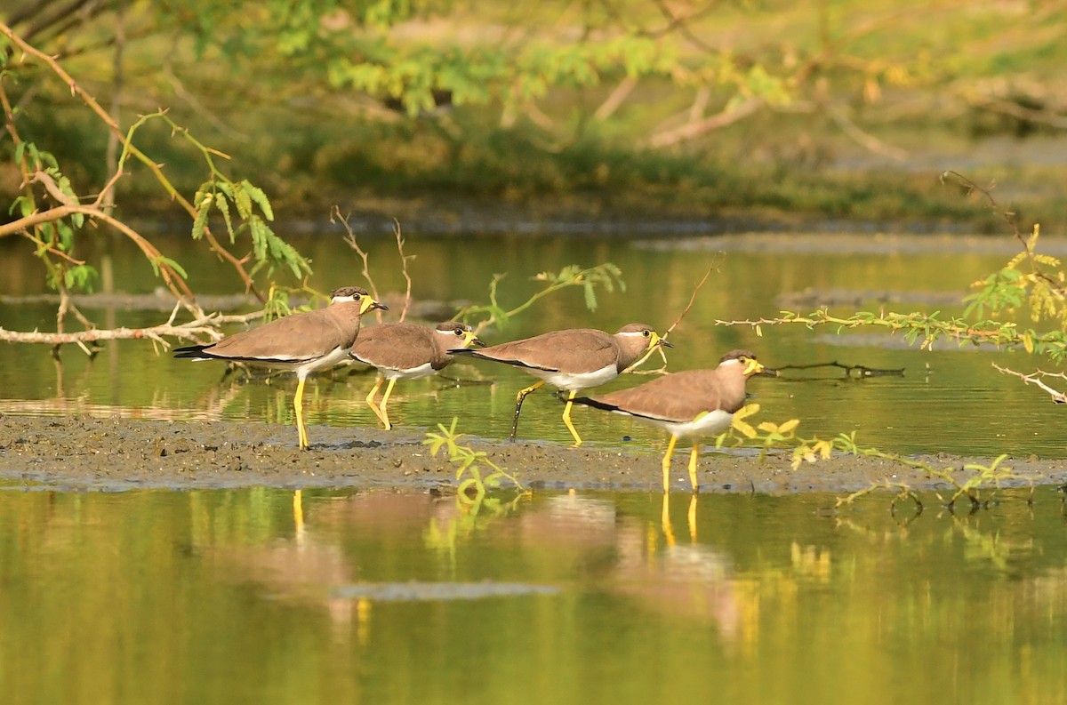 Yellow-wattled Lapwing - ML610026792