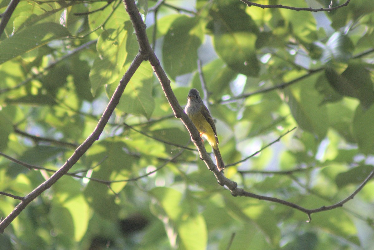 Gray-headed Canary-Flycatcher - Tanmay Jain