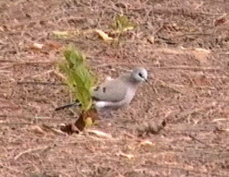 Black-billed Wood-Dove - Graeme Risdon