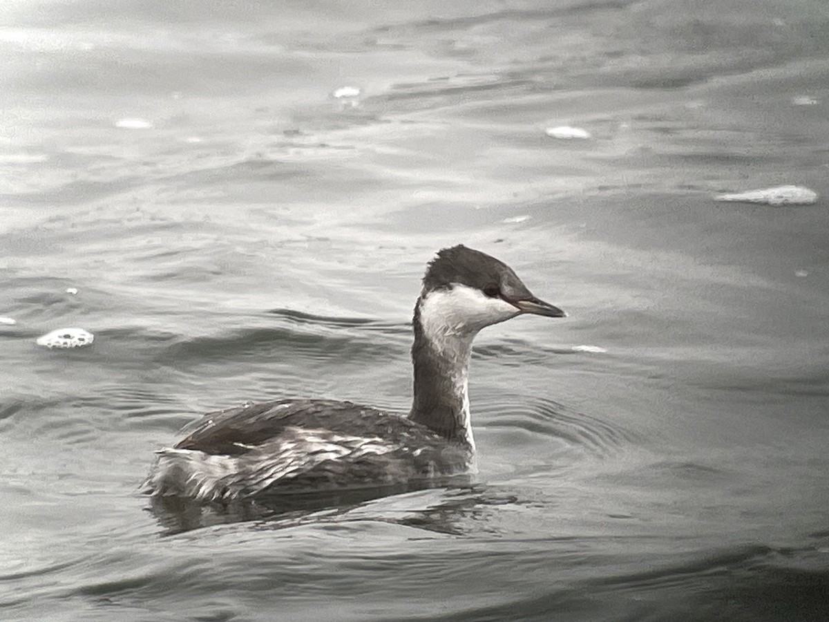 Horned Grebe - ML610026873