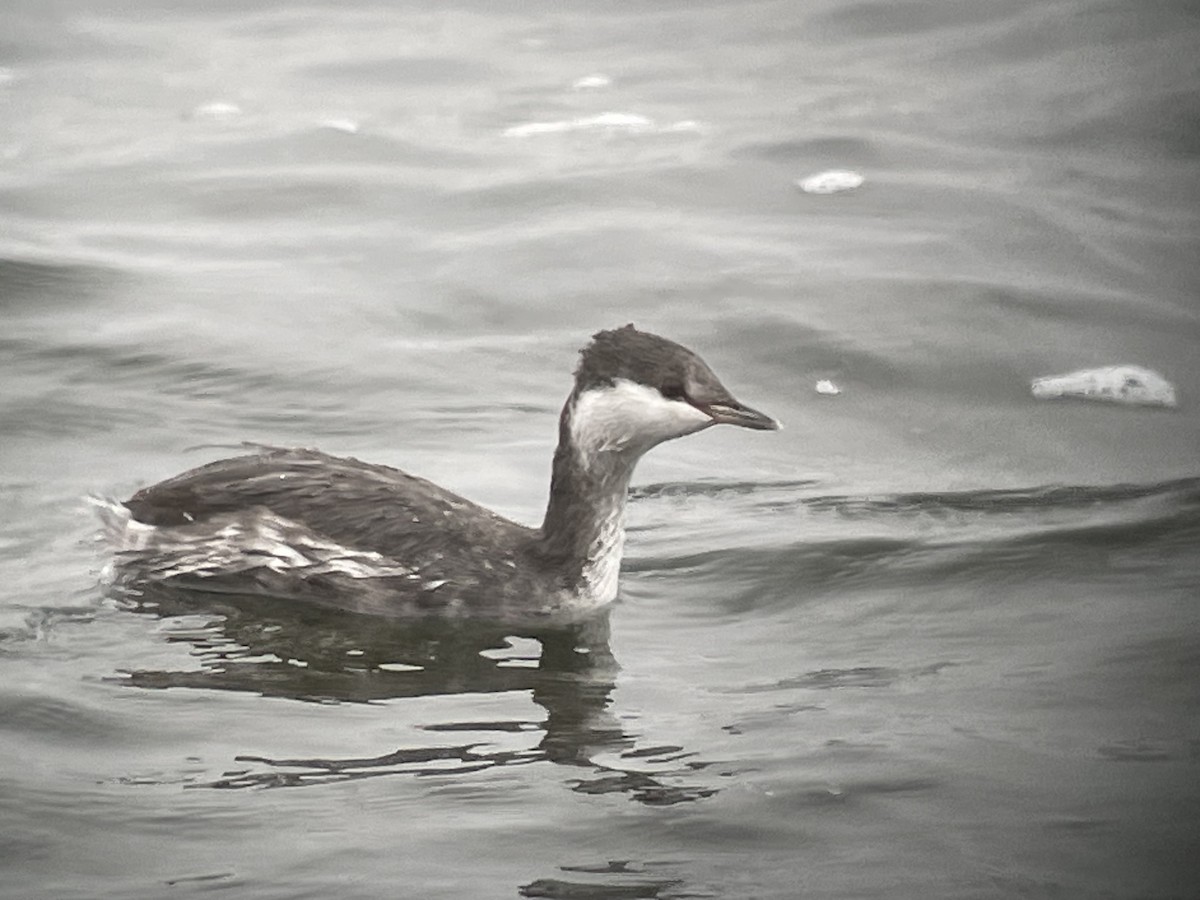 horndykker - ML610026874