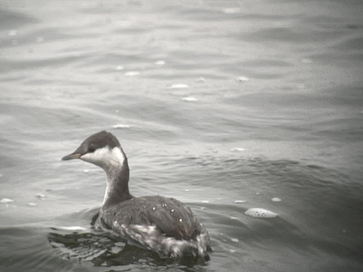 horndykker - ML610026875