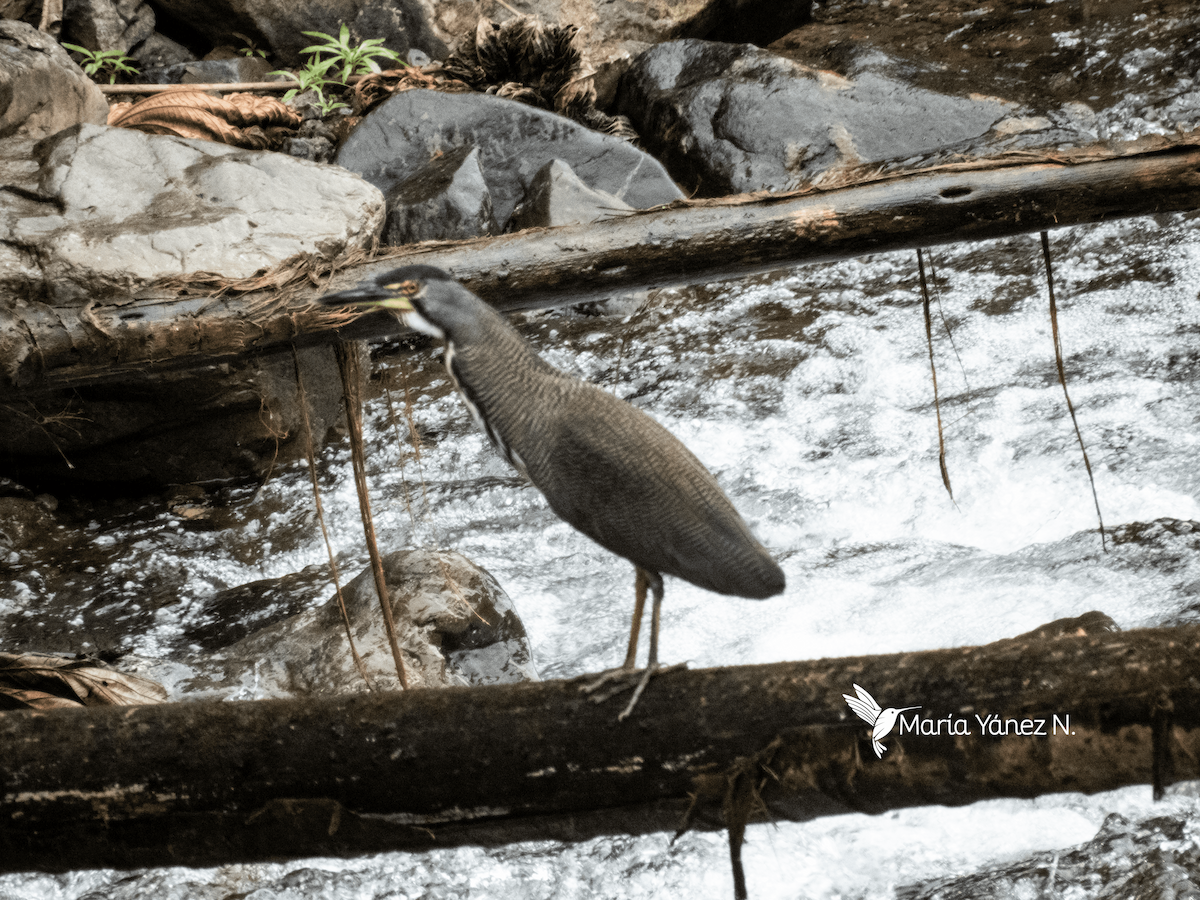 Fasciated Tiger-Heron - ML610026895