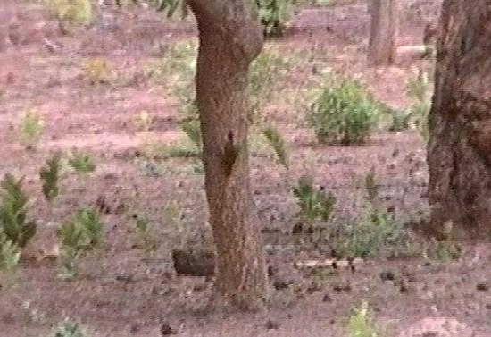 Fine-spotted Woodpecker - Graeme Risdon