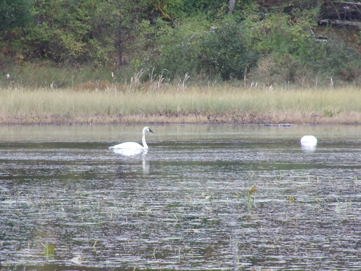 Trumpeter Swan - ML610026923