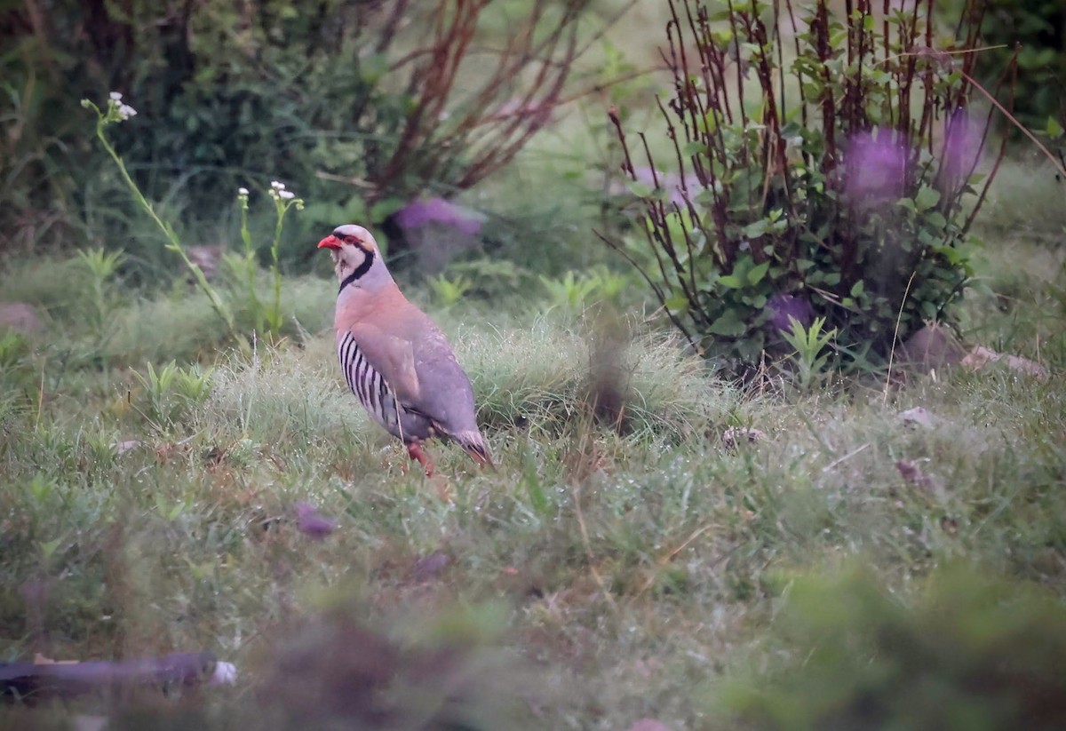 Chukar - ML610027054