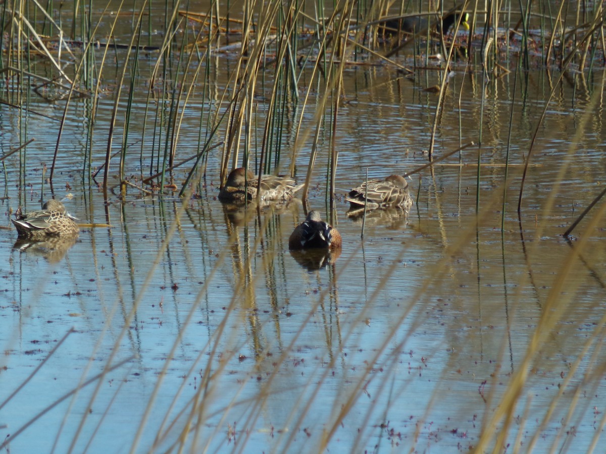 Red Shoveler - ML610027074