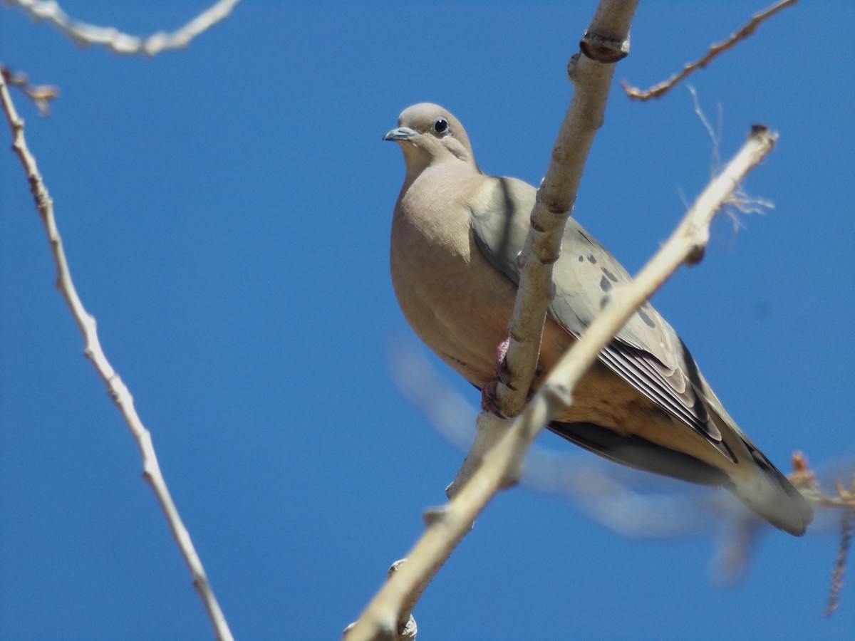 Eared Dove - ML610027209