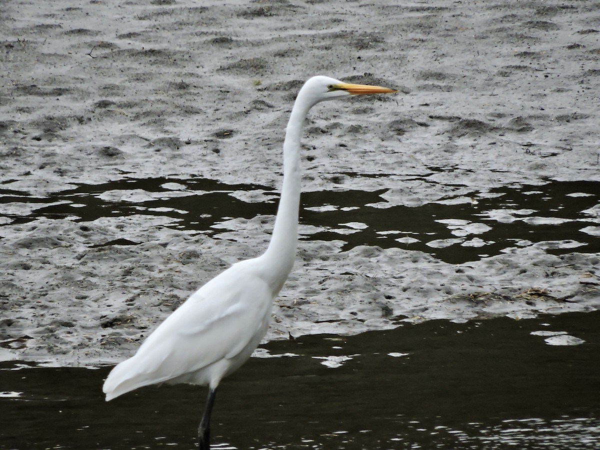 Great Egret - ML610027310