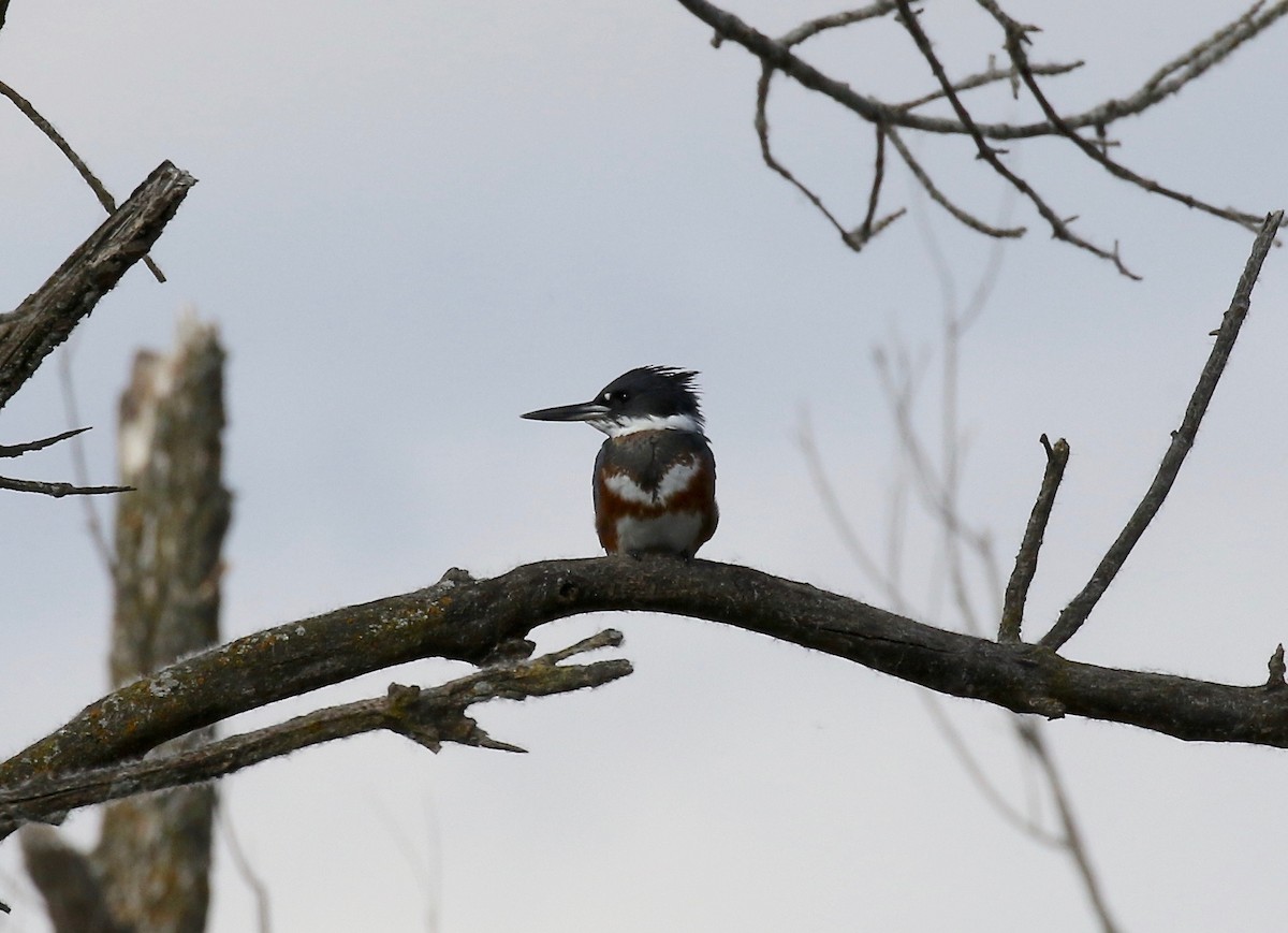 Belted Kingfisher - Sandy Vorpahl