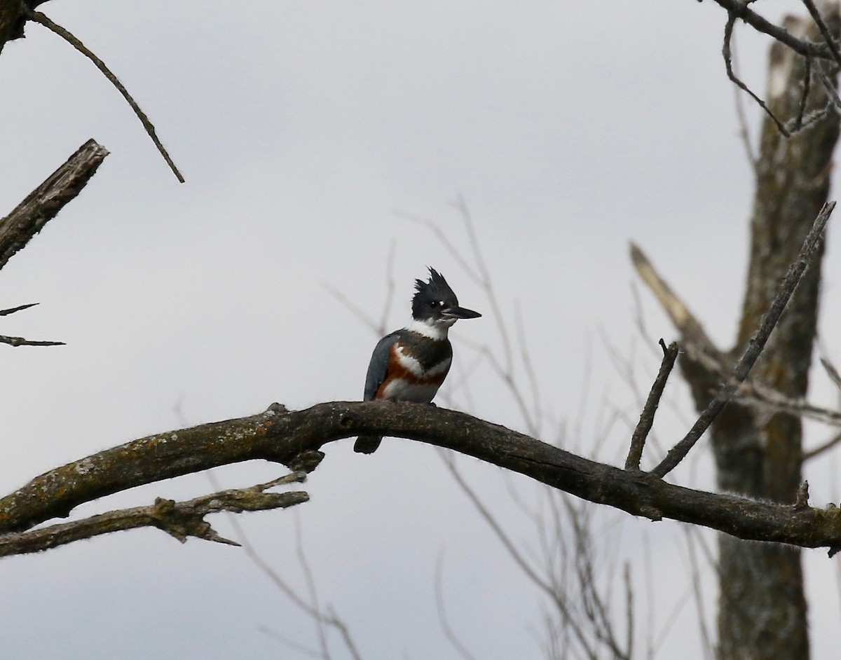 Belted Kingfisher - Sandy Vorpahl