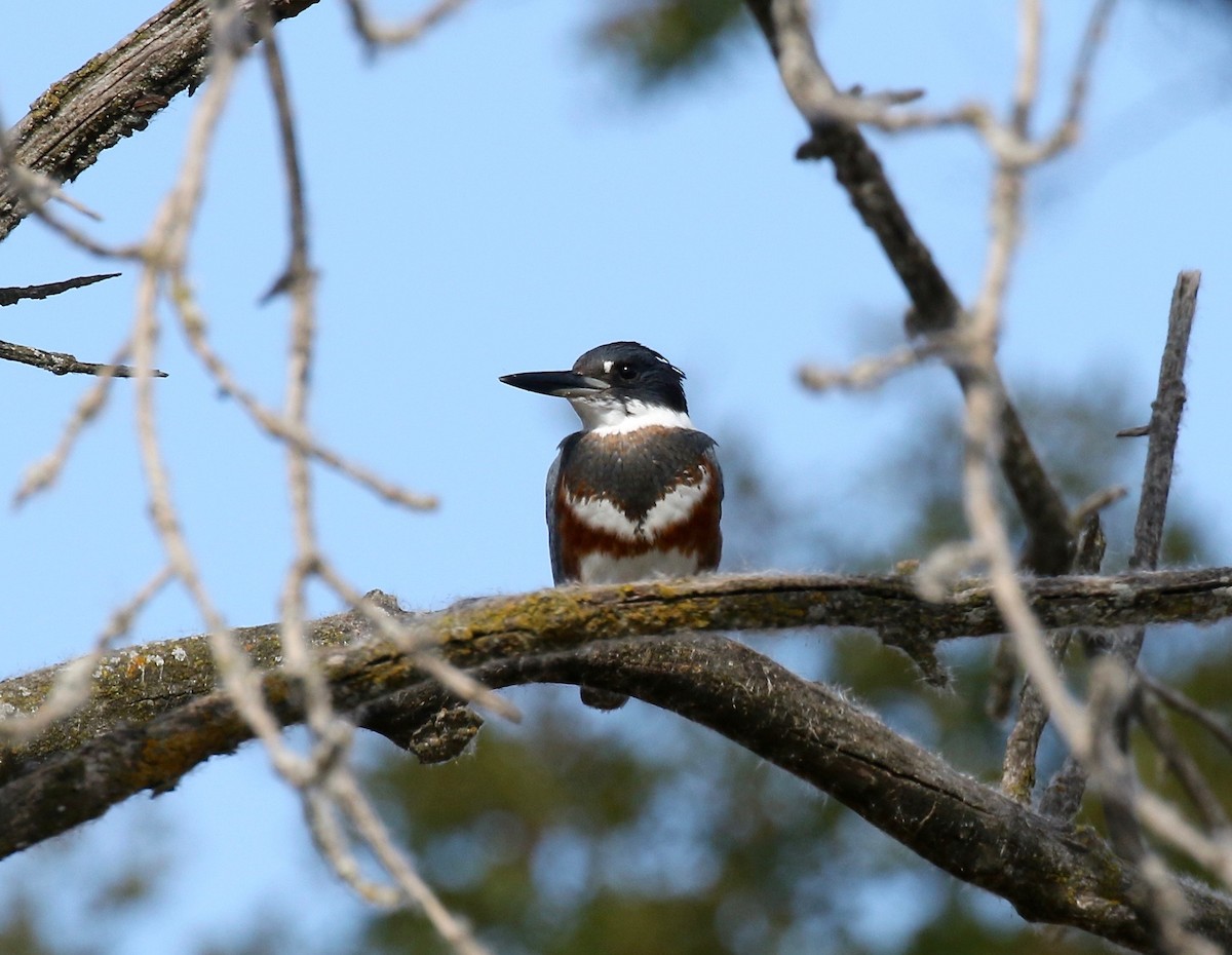 Belted Kingfisher - Sandy Vorpahl