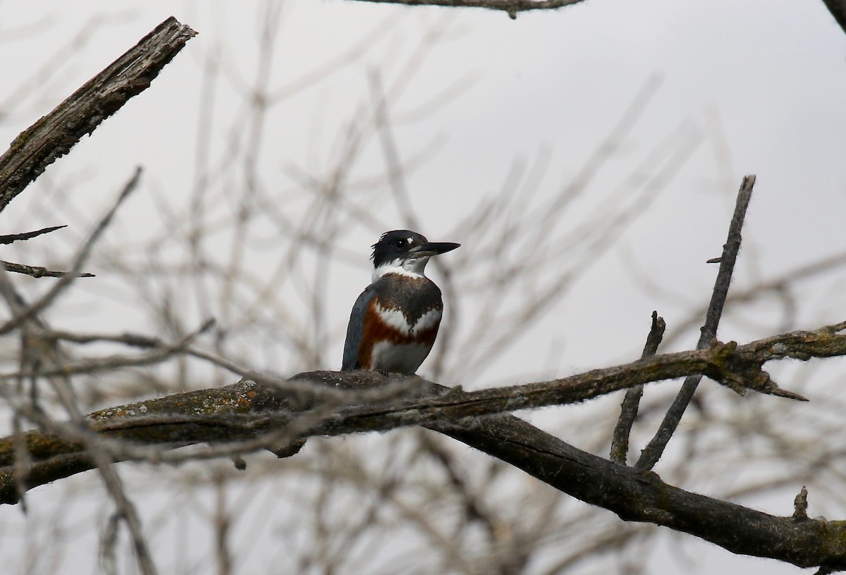 Belted Kingfisher - Sandy Vorpahl