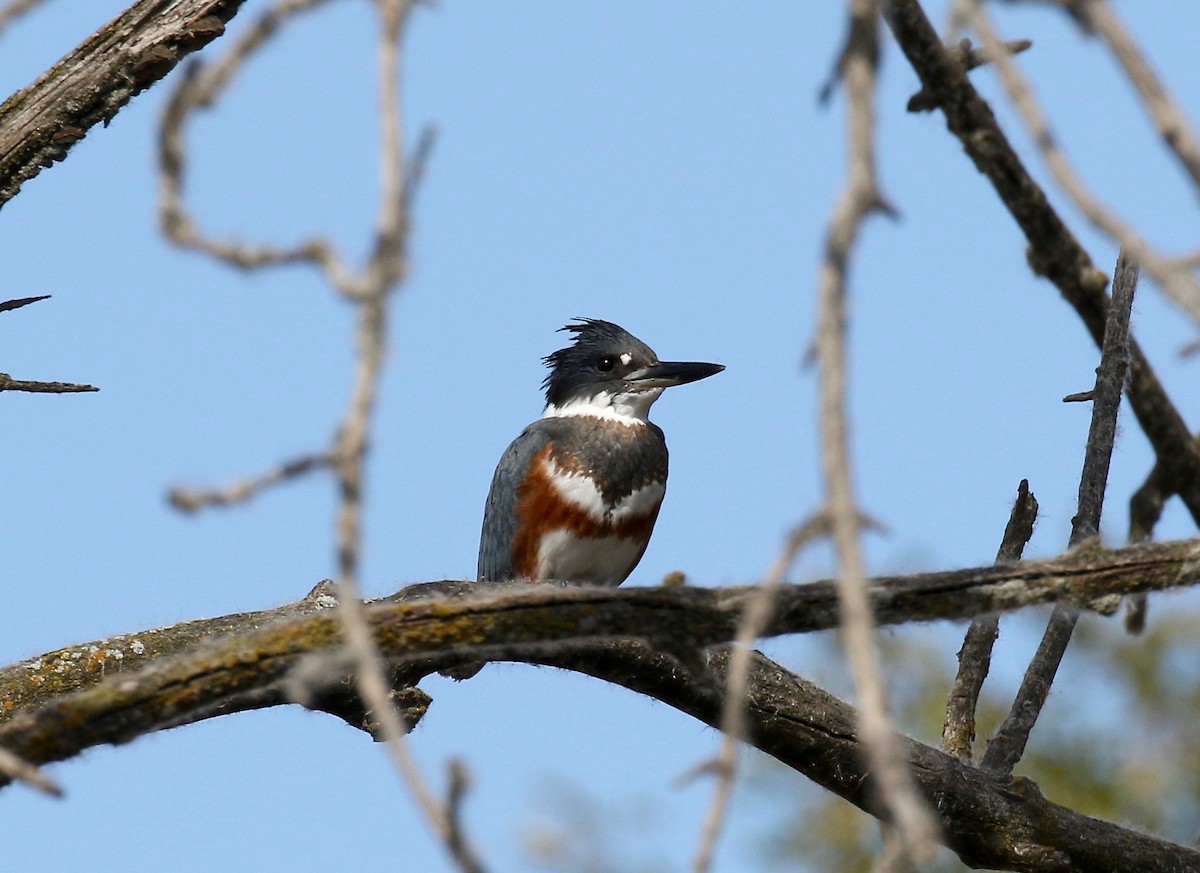 Belted Kingfisher - Sandy Vorpahl