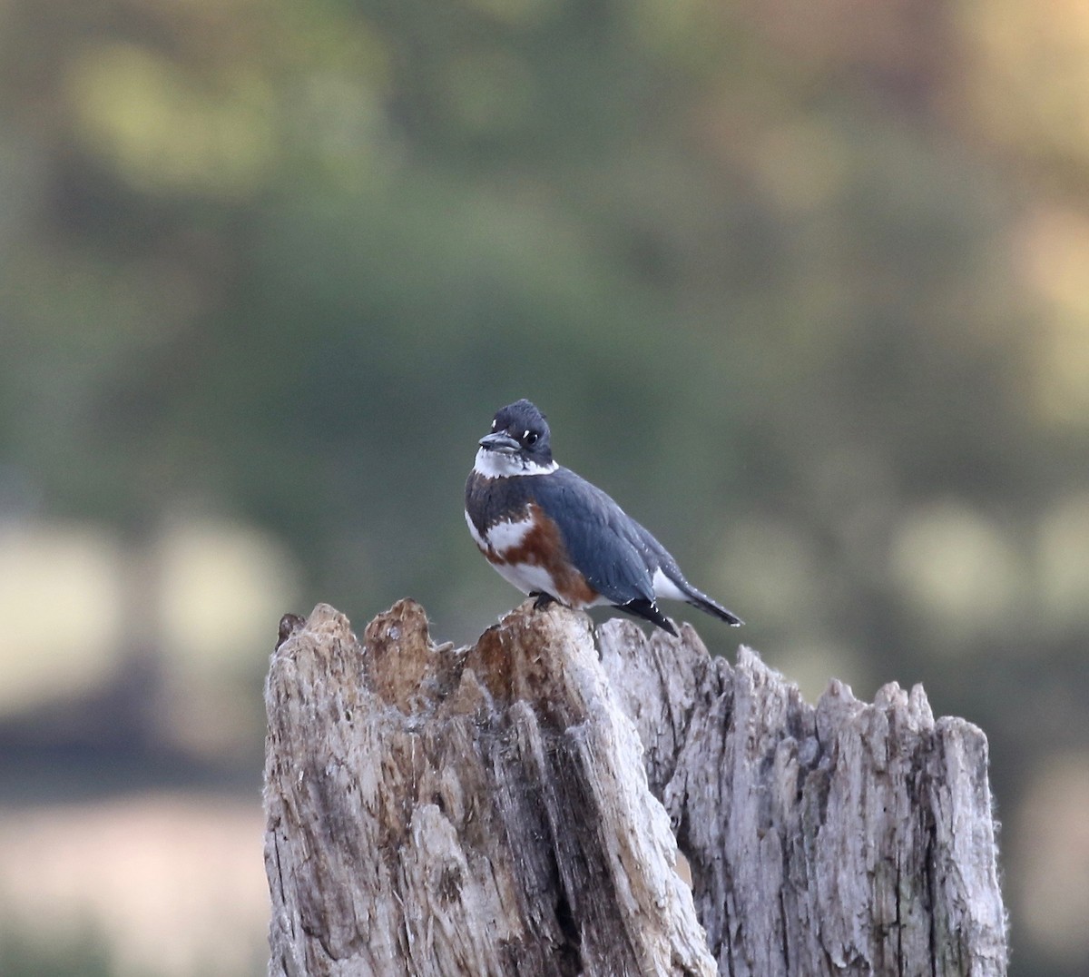 Belted Kingfisher - Sandy Vorpahl